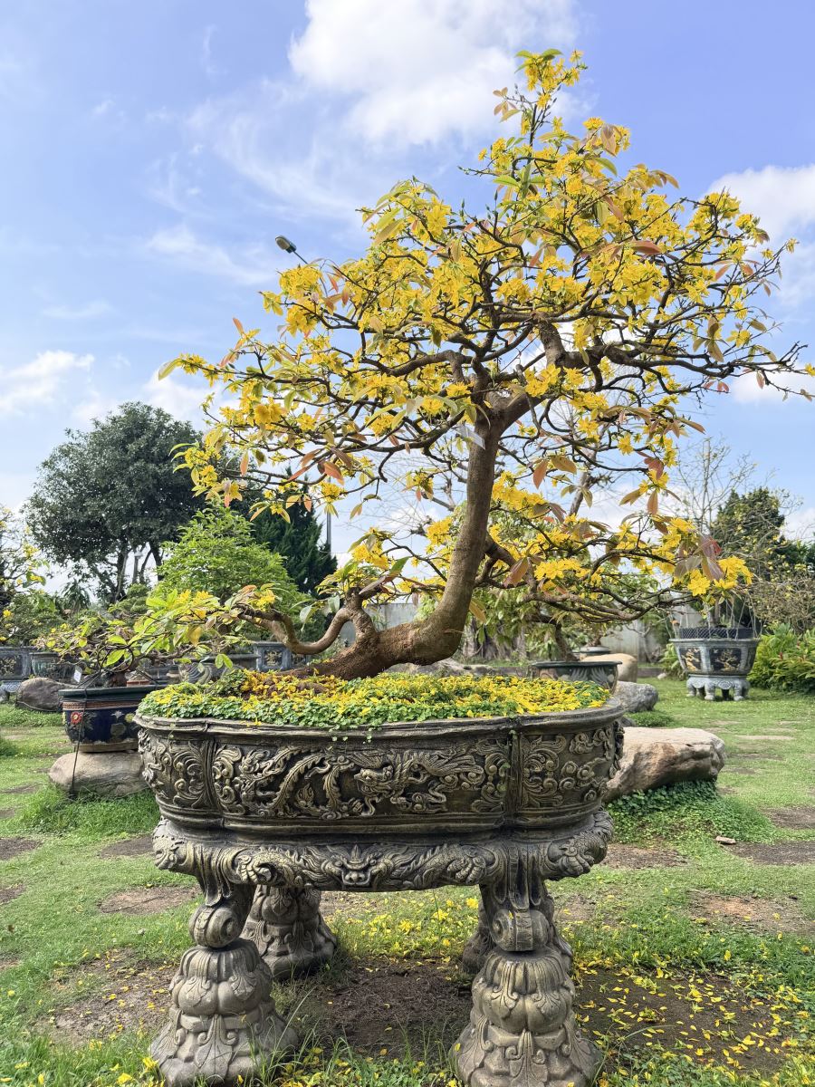 Fleurs d'abricotier jaune au poste de péage B.O.T de Thien Tan