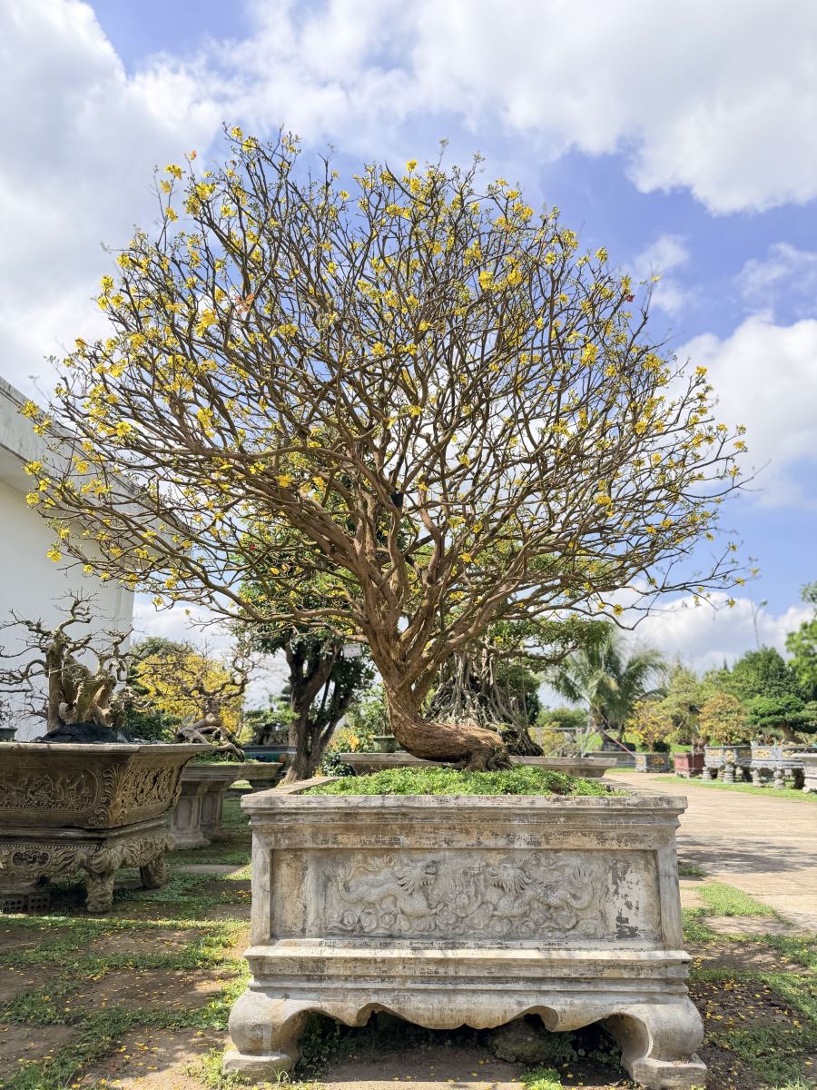 Ochna Serrulata illuminant la station