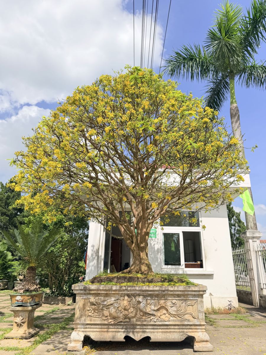 Fleurs d'abricotier jaune radieuses