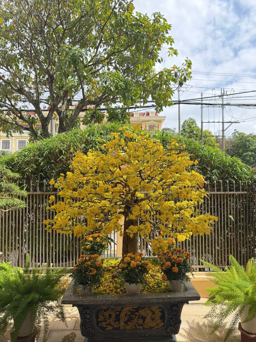 Fleurs d'abricotier jaune au Groupe Thien Tan