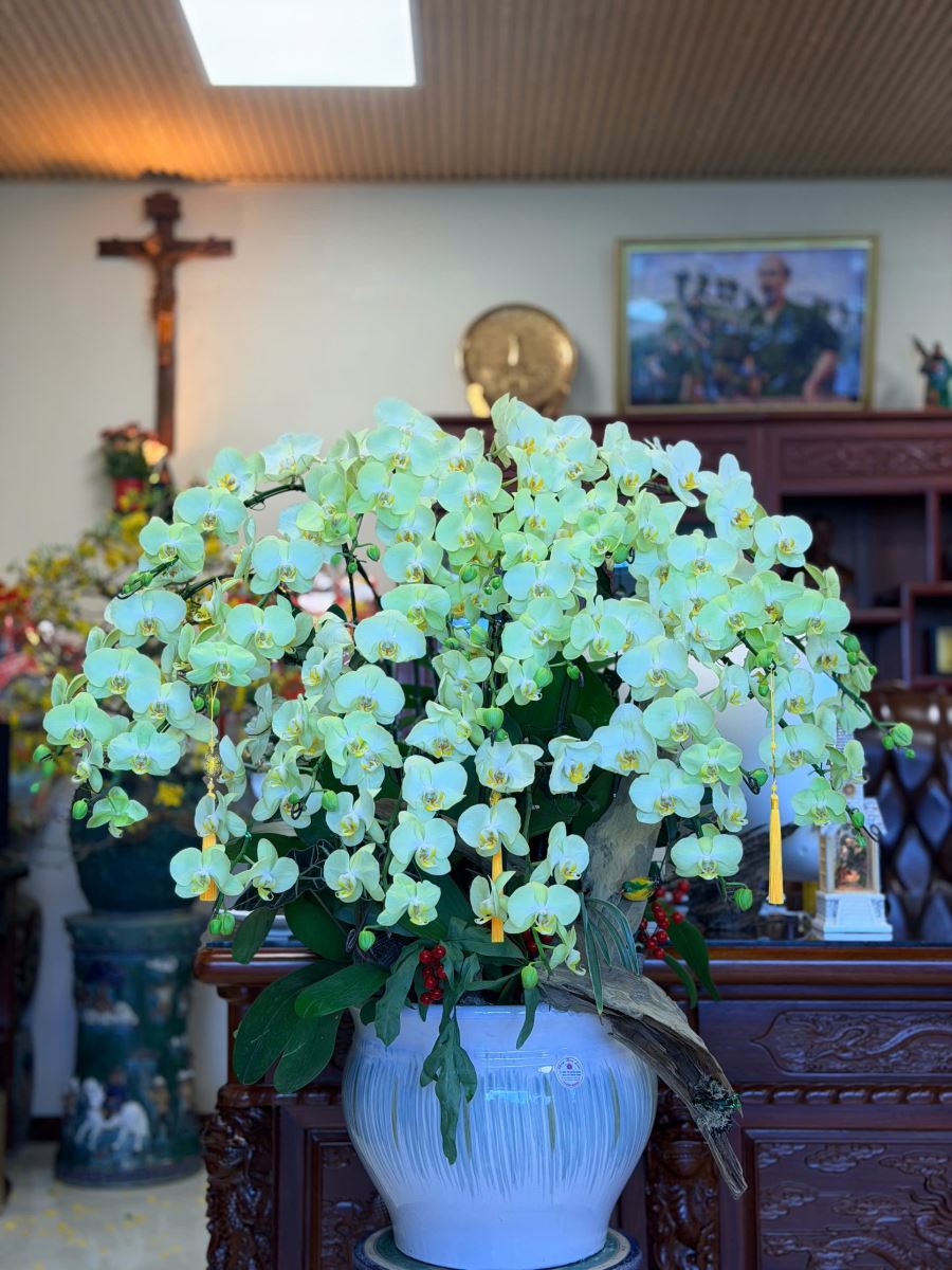 Orchidées au Groupe Thien Tan