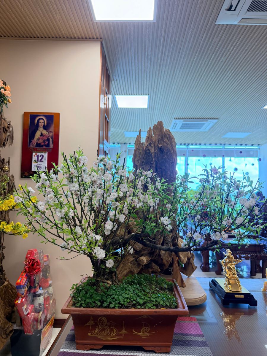 Fleurs de Nhat Chi Mai